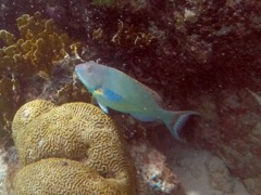 Redtail Parrotfish (16